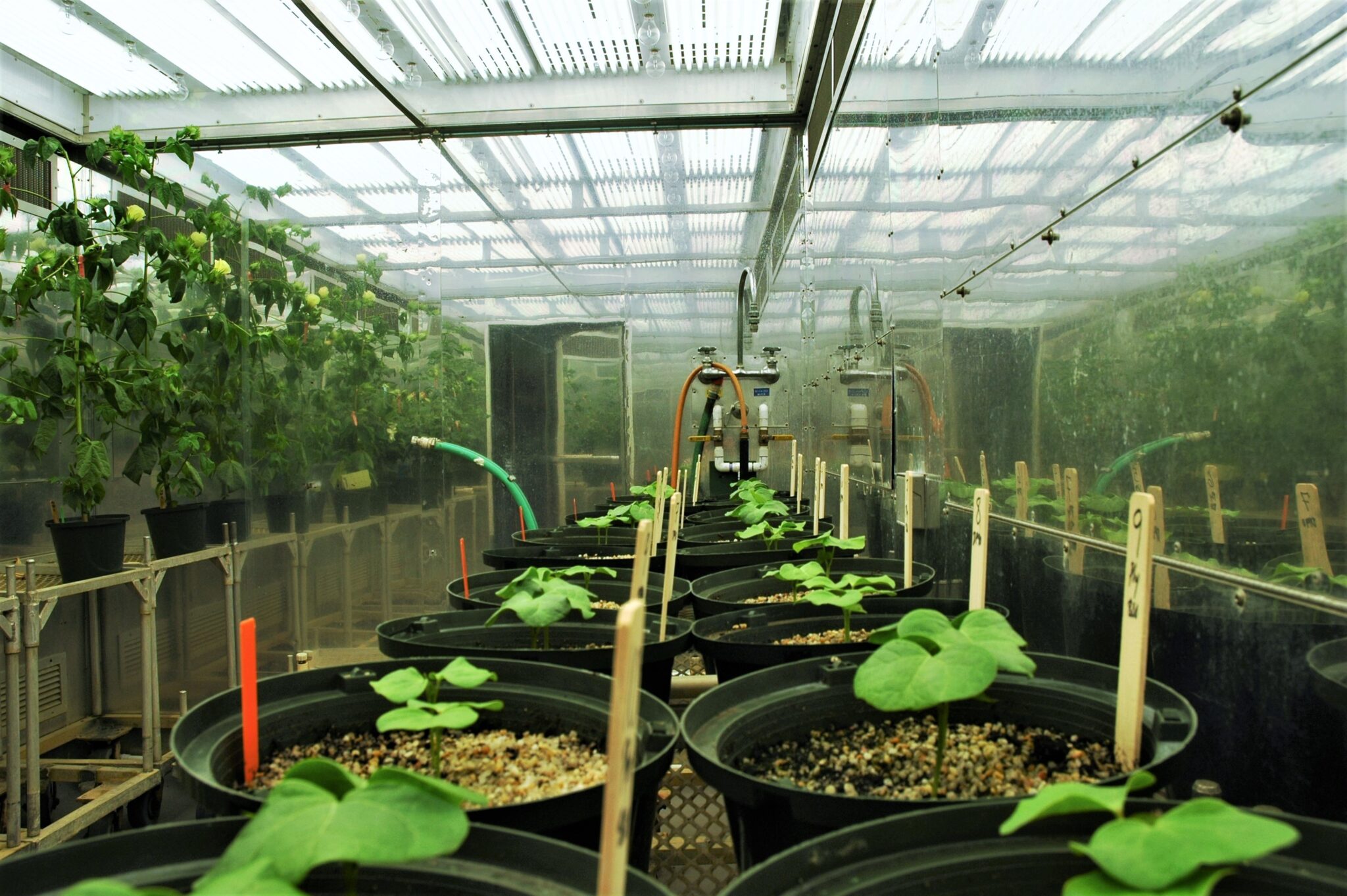 Growth Chambers NC State University Phytotron